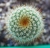 Notocactus scopa gelb
