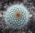 Notocactus scopa weiss