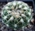 Notocactus uebelmannianus (junge Pflanze)