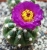 Notocactus uebelmannianus