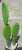 Opuntia ficus indica