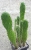 Opuntia tomentosa
