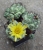 Ortegocactus macdougalli (Bluete)