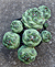 Ortegocactus macdougalli 8K