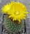 Parodia mutabilis