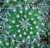 Parodia penicillata
