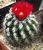 Parodia subterranea