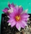 Pelecyphora aselliformis (Bluete)