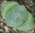 Pleiospilos nelli