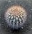 Pyrrocactus bulbocalyx