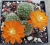 Rebutia fabrisii