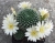 Rebutia krainziana hybrid