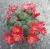 Rebutia minuscula