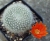 Rebutia muscula