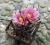 Sclerocactus blaynei (Bluete)