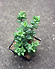 Sedum sp.