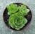 Sempervivum sp.2