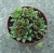 Sempervivum sp.3