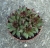 Sempervivum sp.5