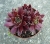 Sempervivum sp.7