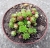 Sempervivum sp.8