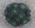 Sinocrassula yunnanensis