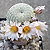 Solisia (Mammillaria) pectinata