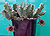 Stapelia sp.