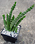 Stapelia sp.1
