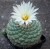 Strombocactus disciformis