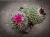 Strombocactus pulcherrimus