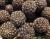 Sulcorebutia cuprea WR476 476