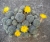 Sulcorebutia langeri