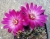 Sulcorebutia rauschii (Bluete)