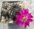 Sulcorebutia rauschii