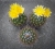 Thelocactus conothelos var.aurantiacus