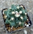 Thelocactus conothelos