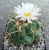 Thelocactus hexaedrophorus
