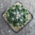 Thelocactus lausseri