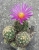 Thelocactus leucacanthus var.schmollii