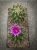 Thelocactus matudae