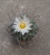 Thelocactus nidulans Gross