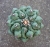 Thelocactus riconensis var.phymatothelos