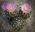 Thelocactus sausierii