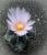 Thelocactus sp.(rosa)