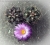 Thelocactus sp.(rot)