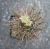 Toumeya papyracantha (Bluete)
