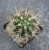 Trichocereus chilensis