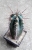 Trichocereus pachanoi 2