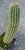 Trichocereus schickendantzii